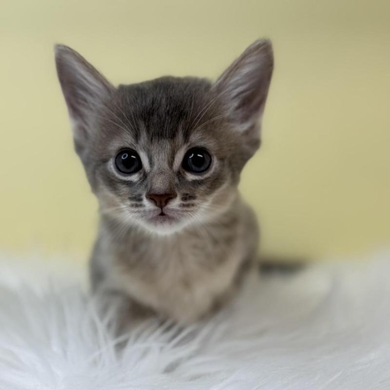 販売中の埼玉県のソマリ-132062の1枚目