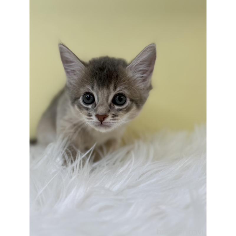 販売中の埼玉県のソマリ-132063の4枚目