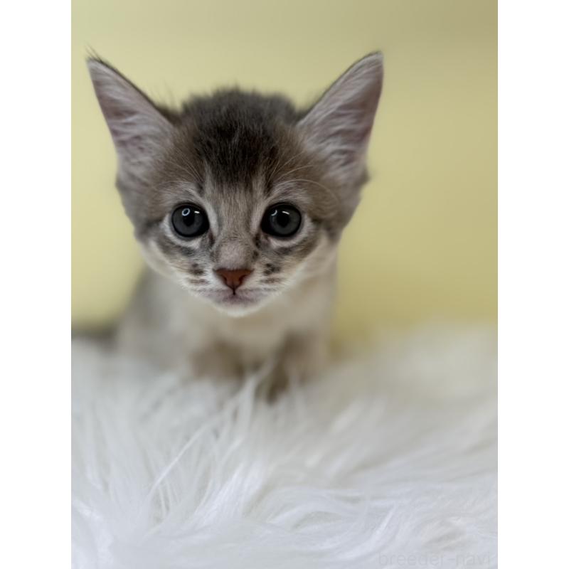 販売中の埼玉県のソマリ-132063の3枚目