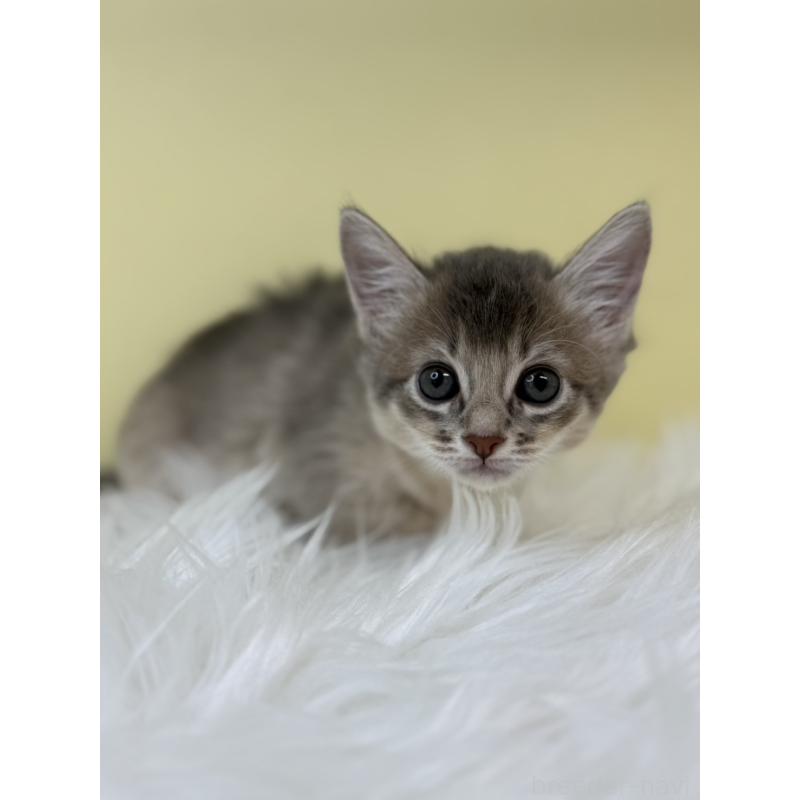 販売中の埼玉県のソマリ-132063の2枚目