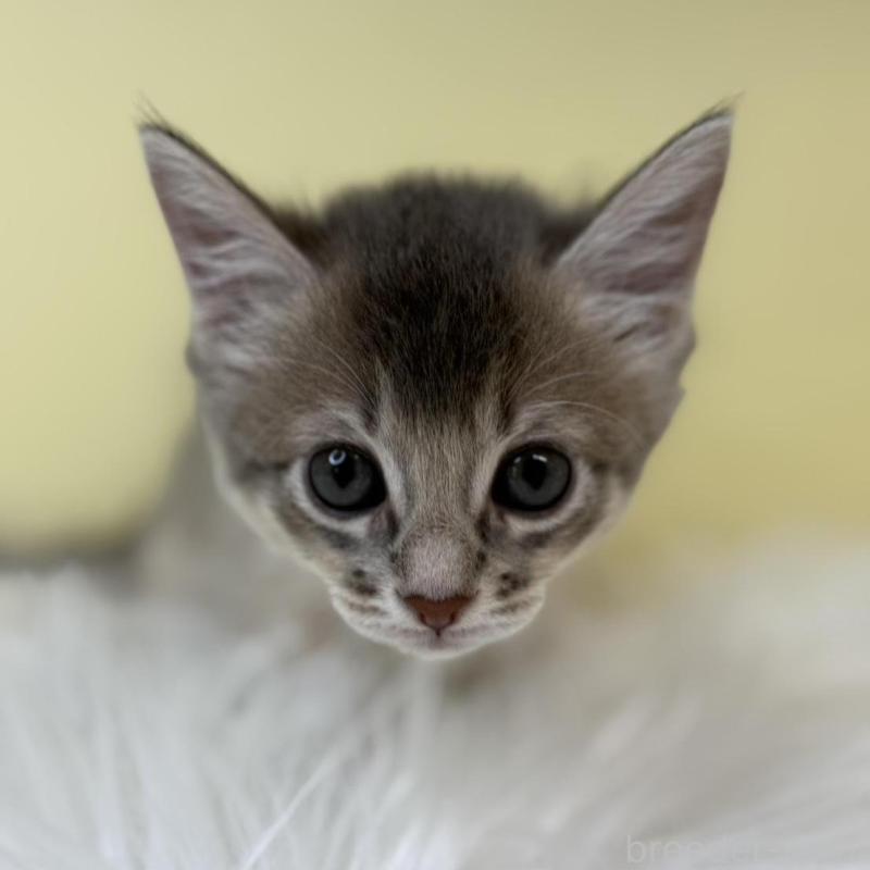 販売中の埼玉県のソマリ-132063の1枚目