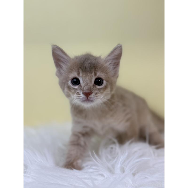 販売中の埼玉県のソマリ-132064の4枚目