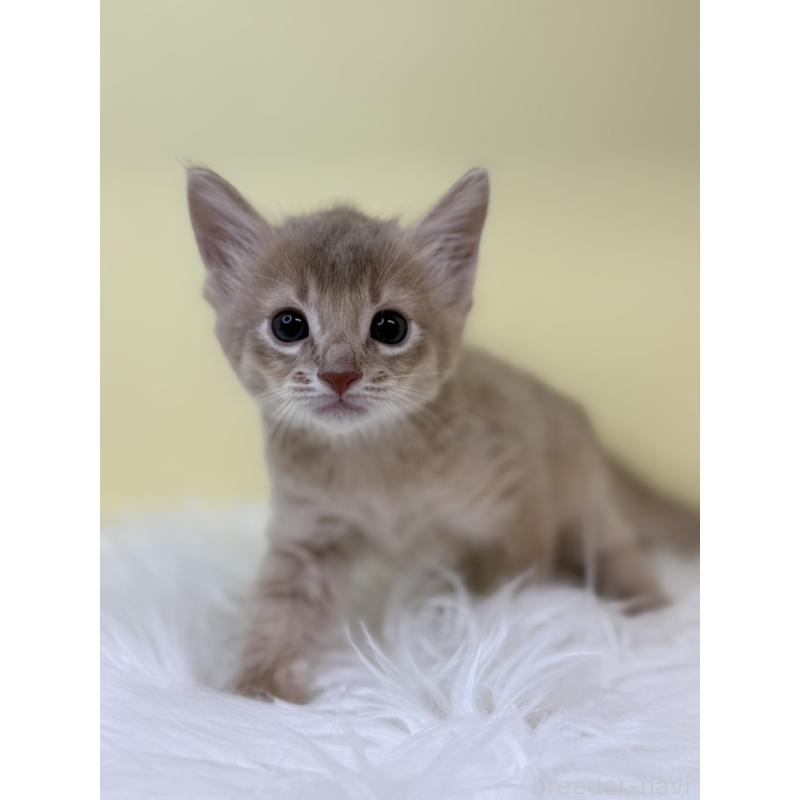 販売中の埼玉県のソマリ-132064の3枚目