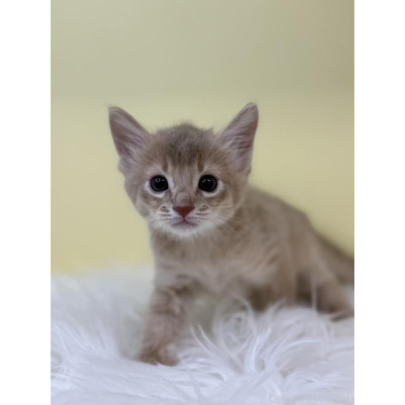 販売中の埼玉県のソマリ-132064の2枚目