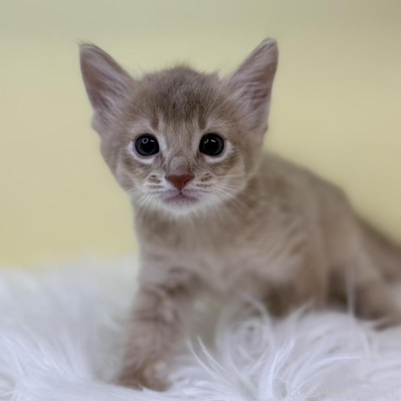 販売中の埼玉県のソマリ-132064の1枚目