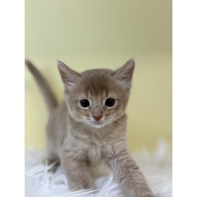 販売中の埼玉県のソマリ-132065の4枚目