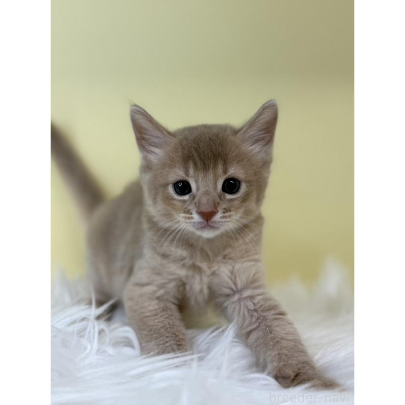 販売中の埼玉県のソマリ-132065の3枚目