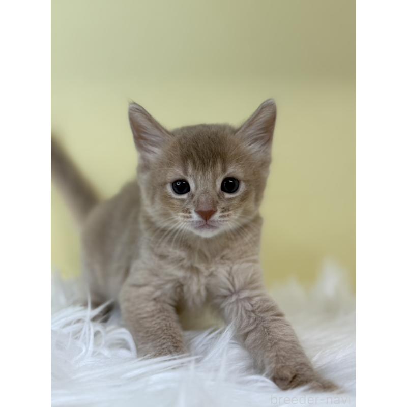 販売中の埼玉県のソマリ-132065の2枚目