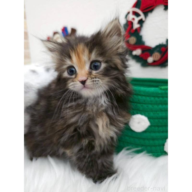 販売中の埼玉県のサイベリアン-132161の3枚目