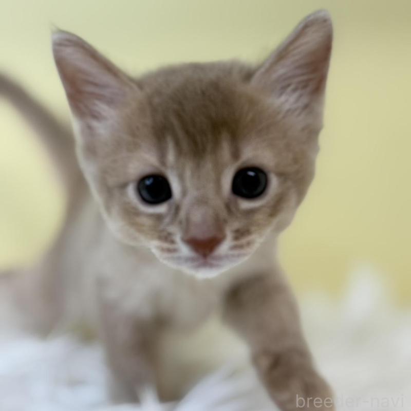 販売中の埼玉県のソマリ-132065の1枚目