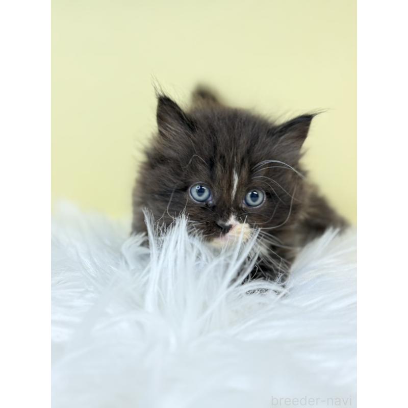 販売中の埼玉県のサイベリアン-132066の4枚目