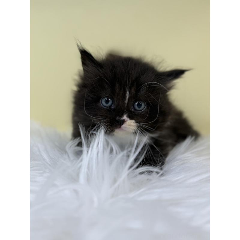 販売中の埼玉県のサイベリアン-132066の3枚目