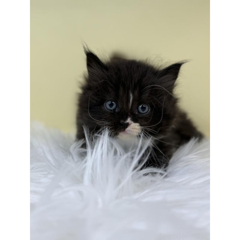 販売中の埼玉県のサイベリアン-132066の2枚目