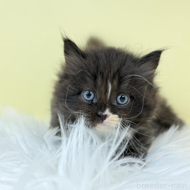 販売中の埼玉県のサイベリアン-132066の1枚目