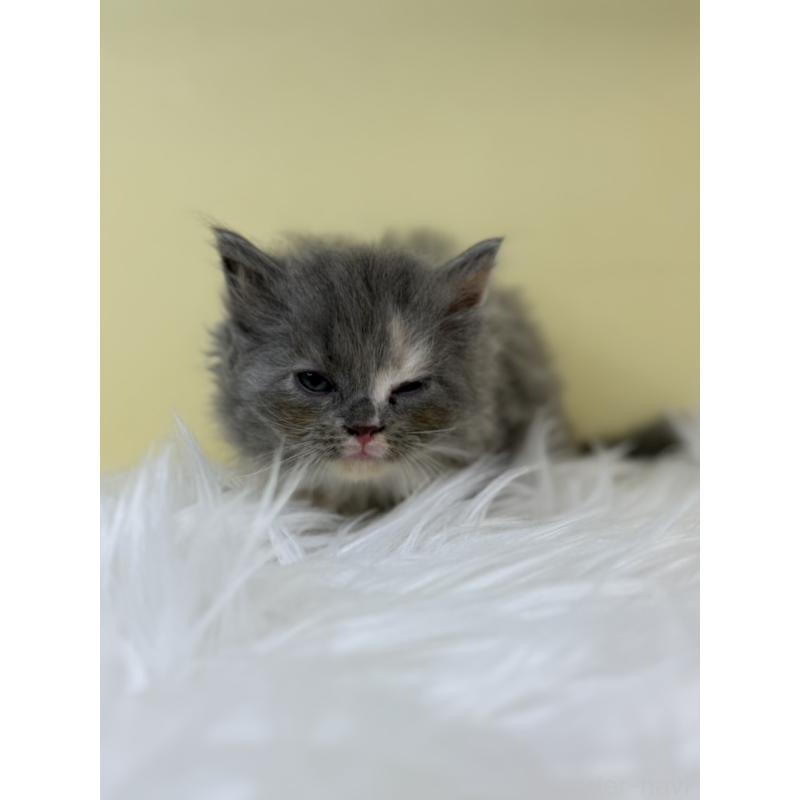 販売中の埼玉県のサイベリアン-132068の3枚目