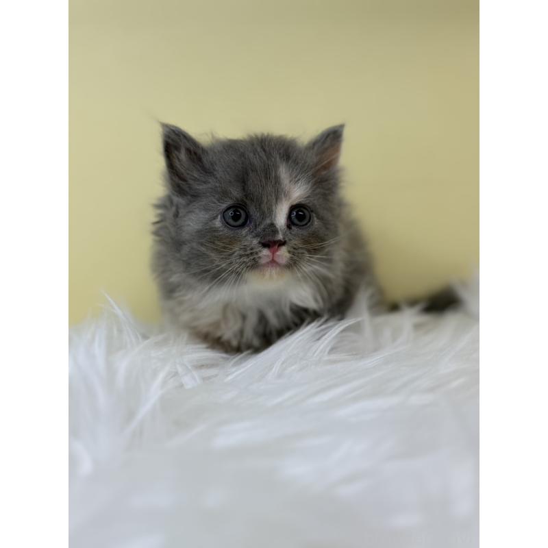 販売中の埼玉県のサイベリアン-132068の2枚目