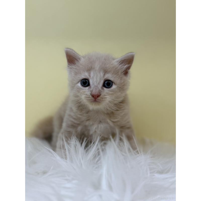 販売中の埼玉県のサイベリアン-132069の4枚目