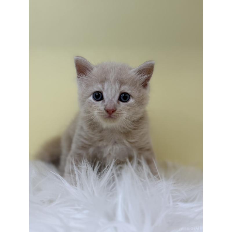 販売中の埼玉県のサイベリアン-132069の3枚目