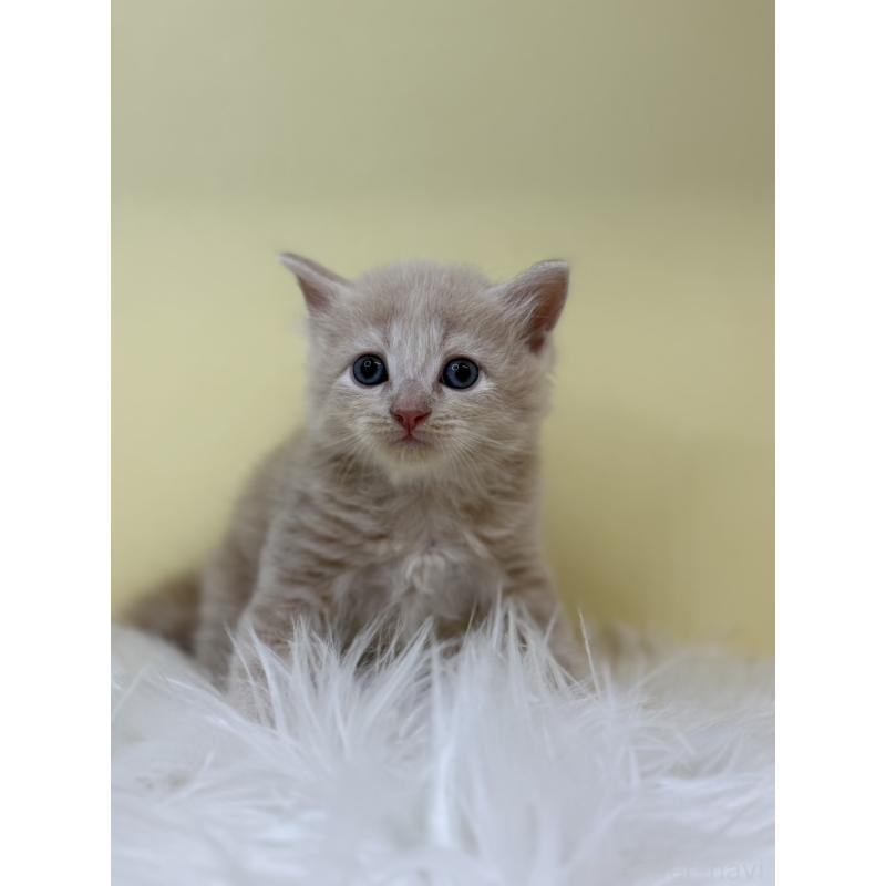 販売中の埼玉県のサイベリアン-132069の2枚目