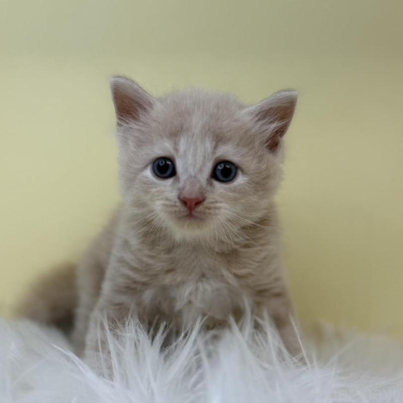 販売中の埼玉県のサイベリアン-132069の1枚目