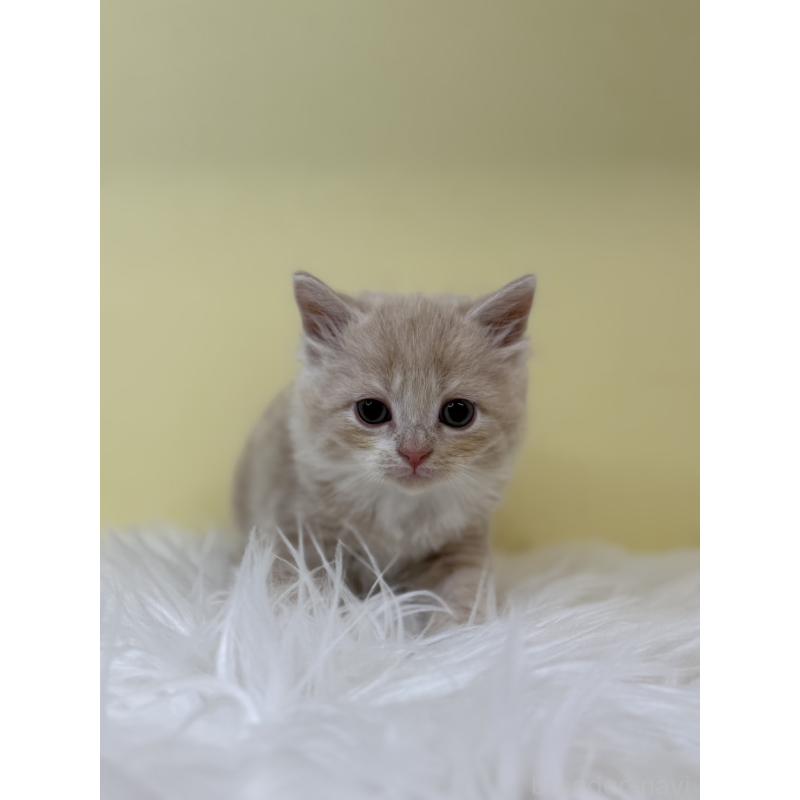 販売中の埼玉県のサイベリアン-132070の4枚目