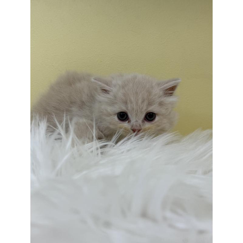 販売中の埼玉県のサイベリアン-132071の4枚目