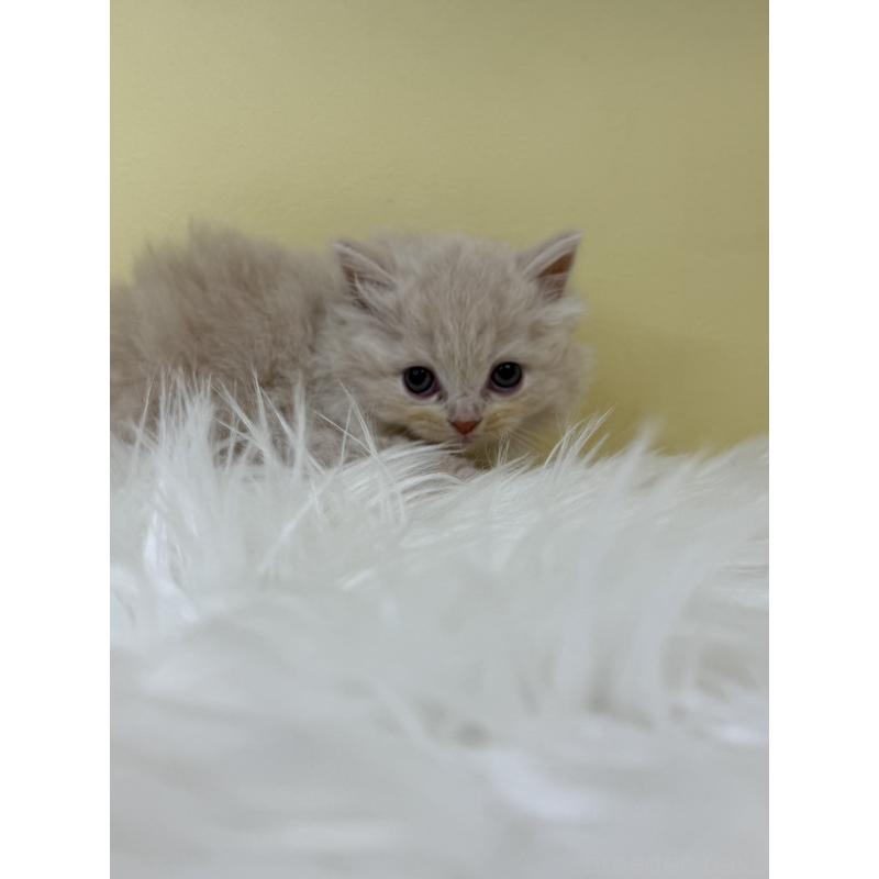 販売中の埼玉県のサイベリアン-132071の3枚目