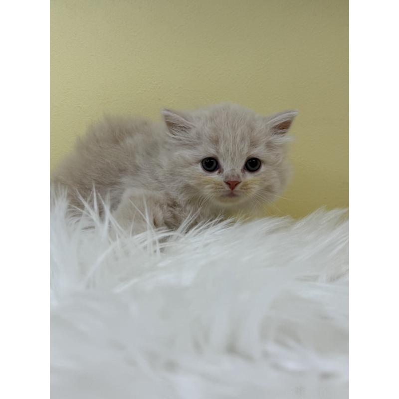 販売中の埼玉県のサイベリアン-132071の2枚目