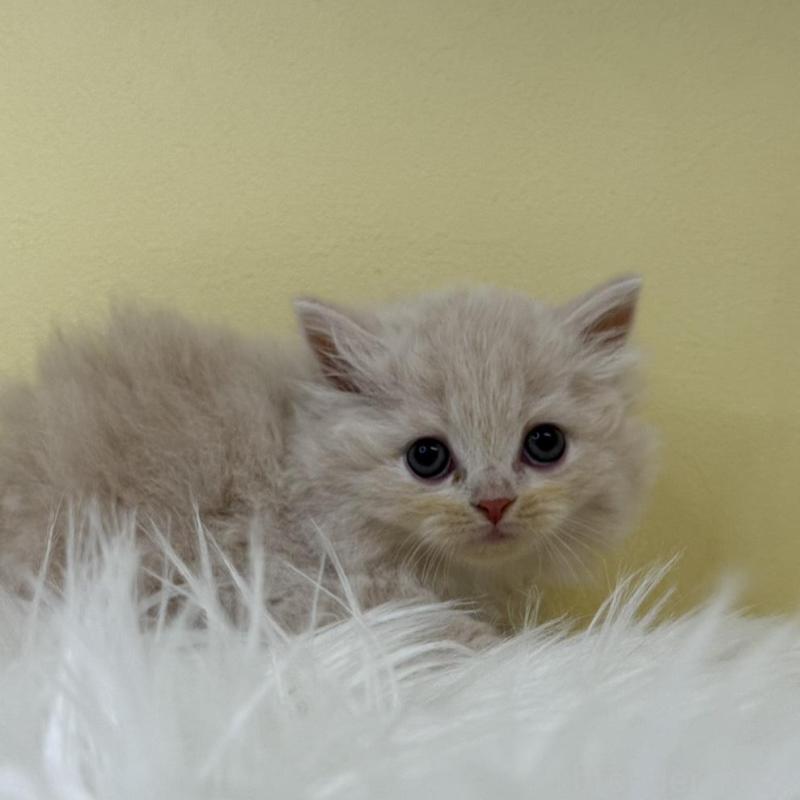 販売中の埼玉県のサイベリアン-132071の1枚目