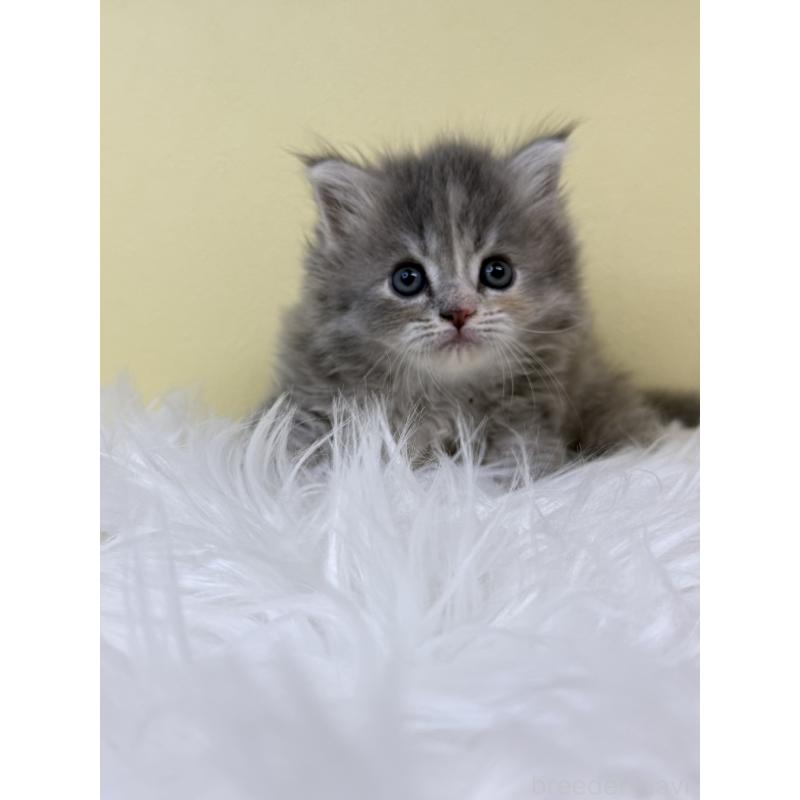 販売中の埼玉県のサイベリアン-132072の4枚目