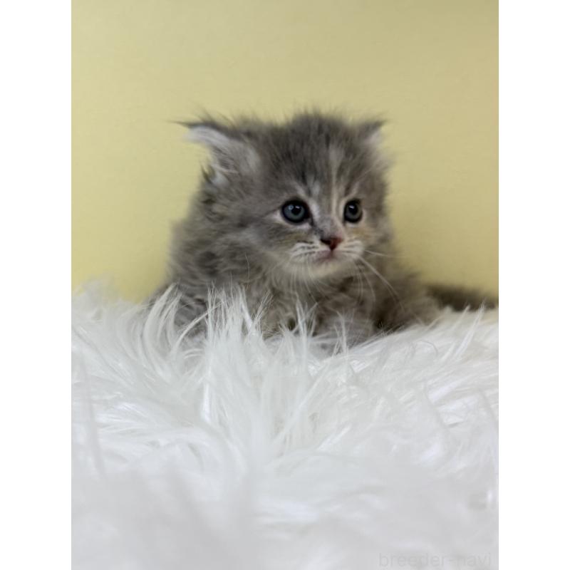 販売中の埼玉県のサイベリアン-132072の3枚目