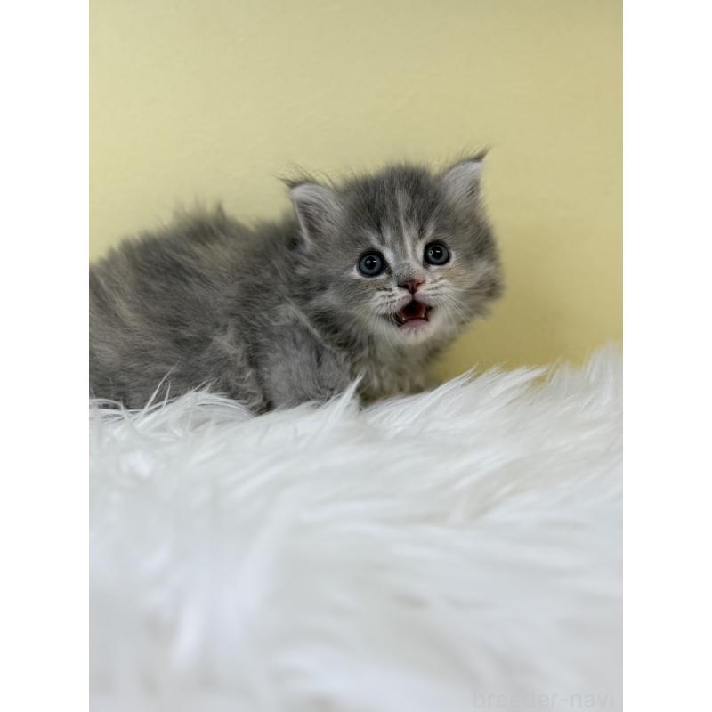 販売中の埼玉県のサイベリアン-132072の2枚目