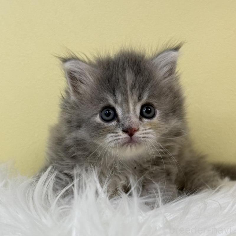 販売中の埼玉県のサイベリアン-132072の1枚目