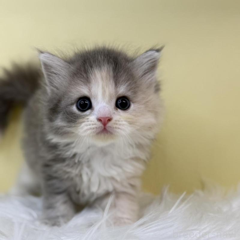 販売中の埼玉県のサイベリアン-132073