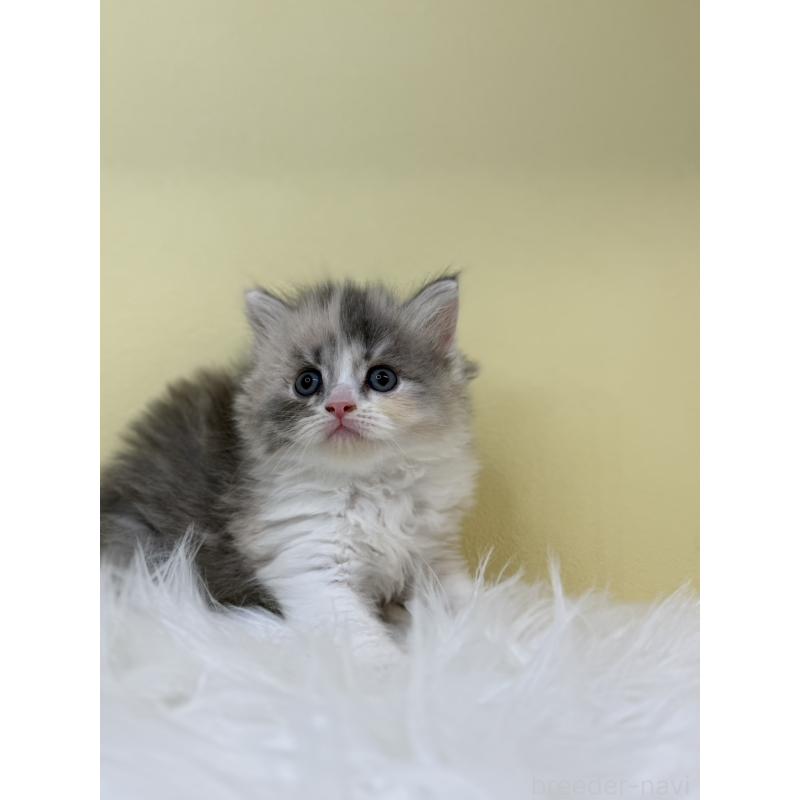 販売中の埼玉県のサイベリアン-132074の3枚目