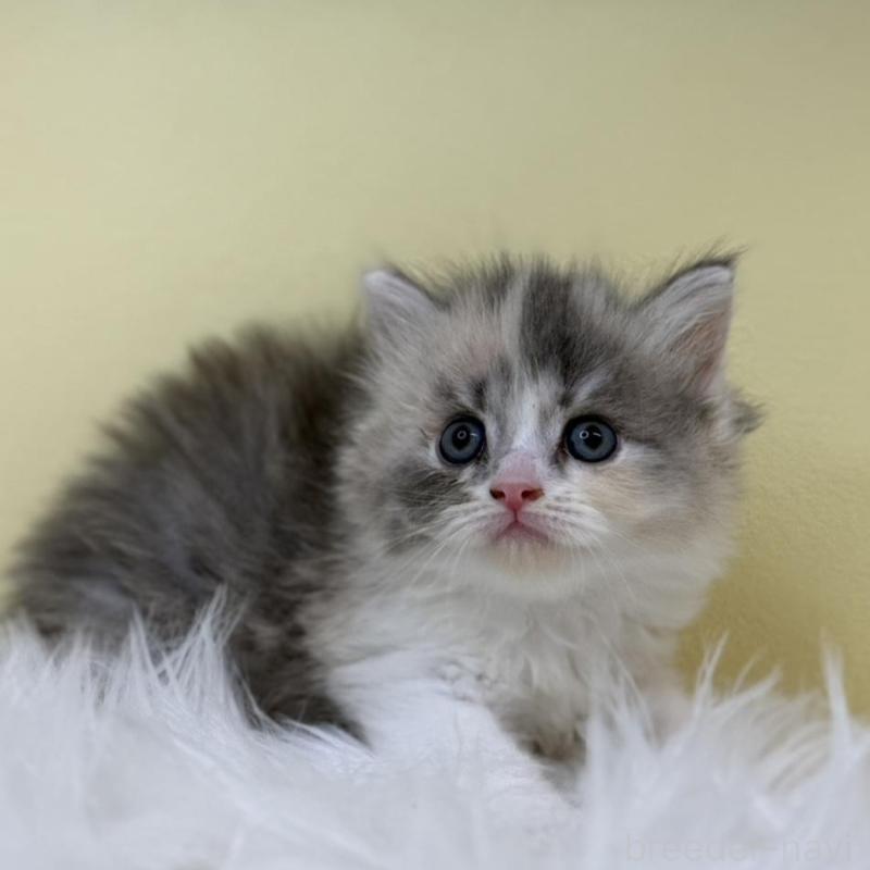 販売中の埼玉県のサイベリアン-132074