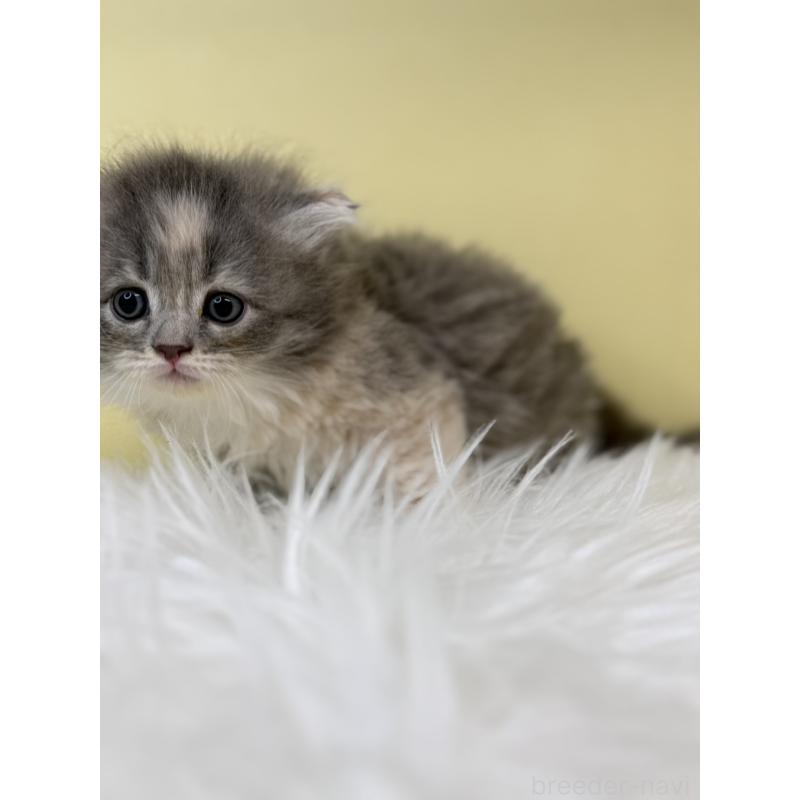 販売中の埼玉県のサイベリアン-132076の4枚目