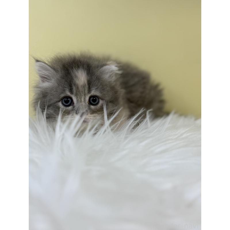 販売中の埼玉県のサイベリアン-132076の3枚目