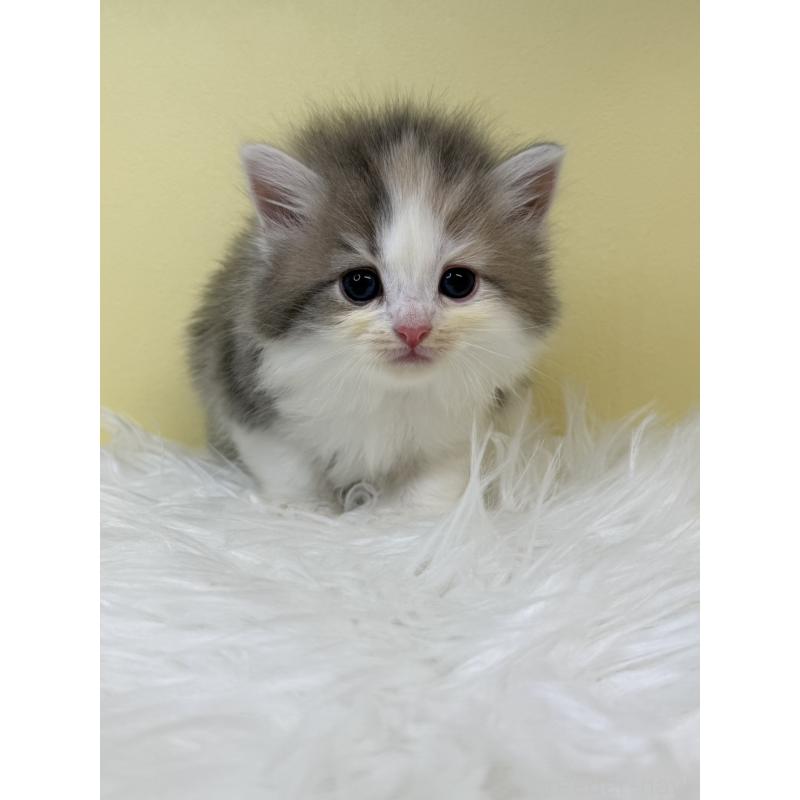 販売中の埼玉県のサイベリアン-132077の4枚目