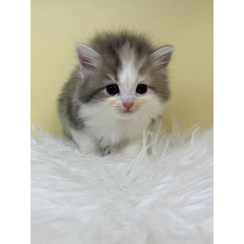 販売中の埼玉県のサイベリアン-132077の2枚目