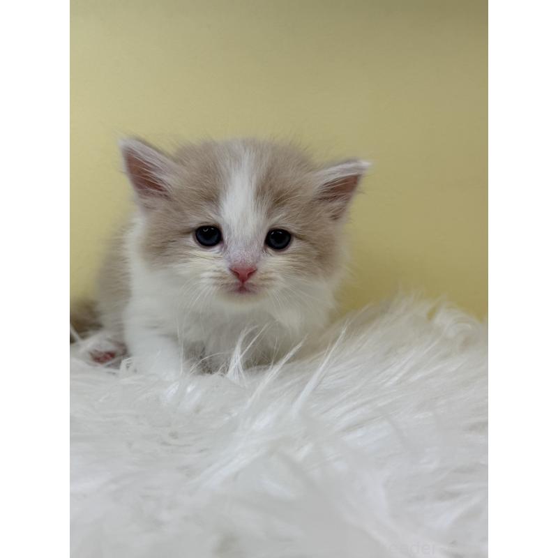 販売中の埼玉県のサイベリアン-132078の3枚目