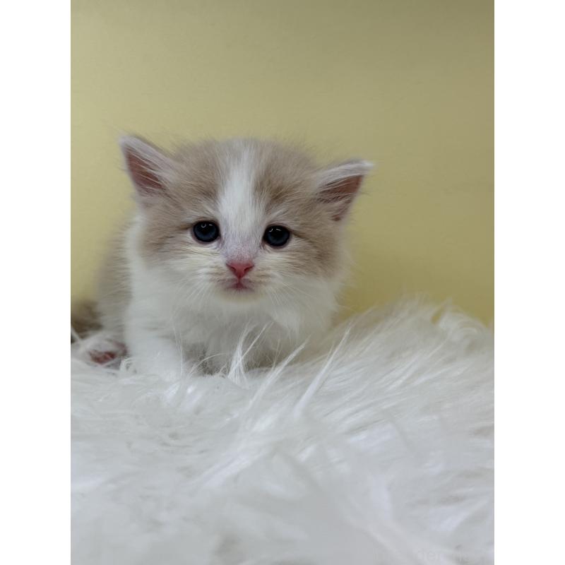 販売中の埼玉県のサイベリアン-132078の2枚目