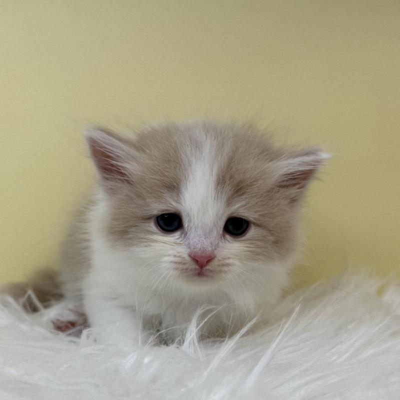 販売中の埼玉県のサイベリアン-132078の1枚目