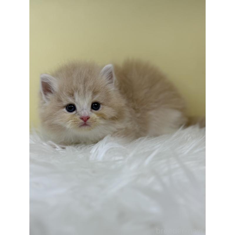 販売中の埼玉県のサイベリアン-132079の4枚目