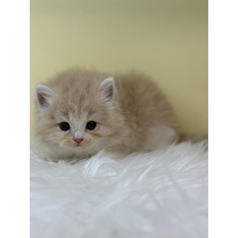 販売中の埼玉県のサイベリアン-132079の2枚目