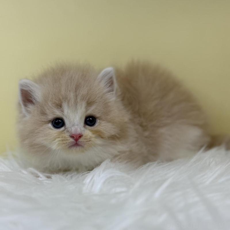 販売中の埼玉県のサイベリアン-132079の1枚目