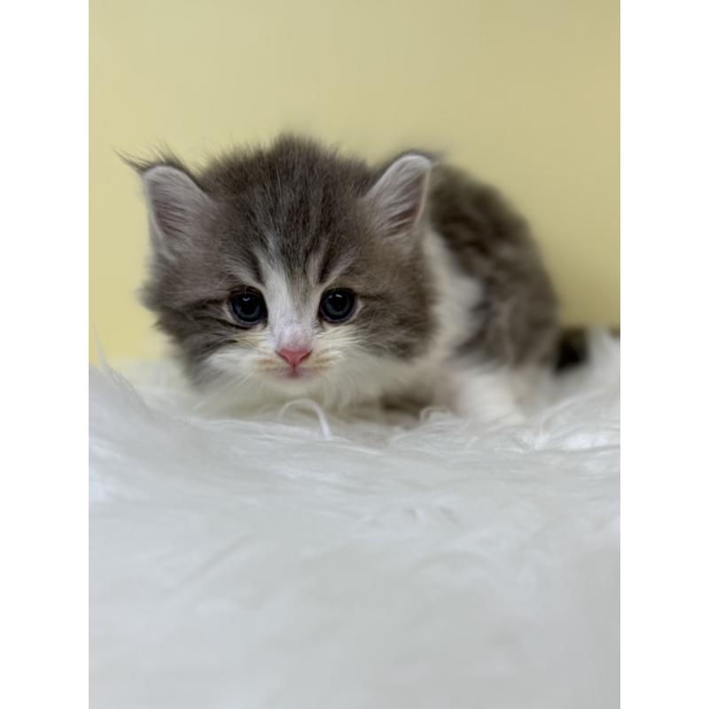 販売中の埼玉県のサイベリアン-132080の4枚目