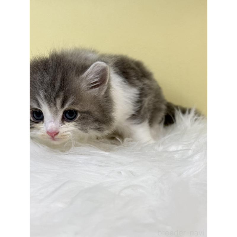 販売中の埼玉県のサイベリアン-132080の2枚目