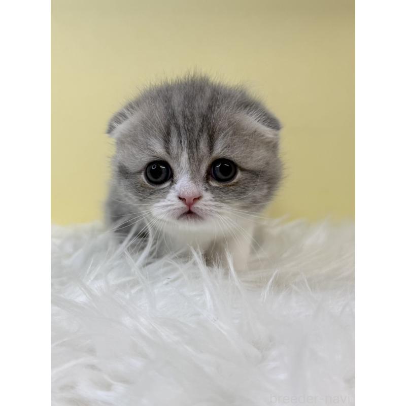 販売中の埼玉県のスコティッシュフォールド(折れ耳)-132081の4枚目