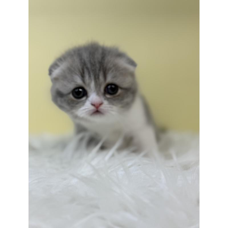 販売中の埼玉県のスコティッシュフォールド(折れ耳)-132081の3枚目